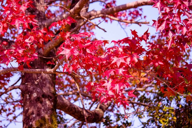 Mùa lá đỏ rực ở Nhật Bản