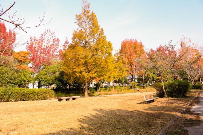Vẻ đẹp thơ mộng mùa lá đỏ Nhật Bản