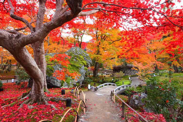 Lễ hội Lá đỏ mùa thu, Nhật Bản